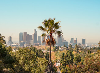 city skyline with palm tree