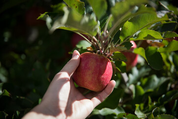 Picking apples