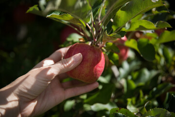 Picking apples