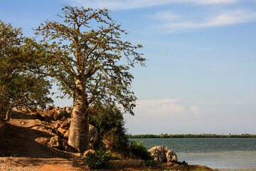 Obraz na płótnie Canvas Boabab tree aka the Imbondeiro tree that can be found near and around Luanda, Angola, Africa