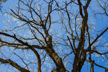 Bare branches of trees in winter frost against a background of blue sky. Looking up in the woods