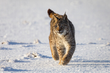 Lynx at frosty sunrise. Young Eurasian lynx, Lynx lynx, walks on snowy meadow in cold morning. Cute wild cat. Winter nature. Beast of prey in natural habitat. Beautiful animal with spotted orange fur.