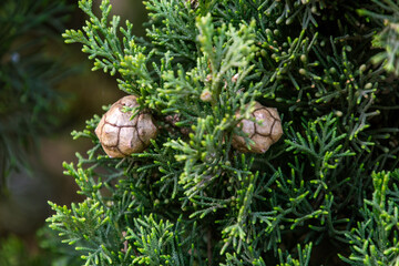 Cupressus abramsiana pertenece a la familia Cupressaceae