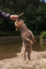 Cute, small Yorkshire Terrier dog, jumping into the air to catch a stick held by owner.