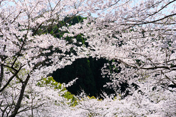 満開に咲き誇る桜の隙間の背景素材
