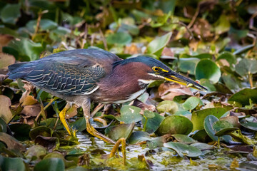 Close up green heron fishing in the pond