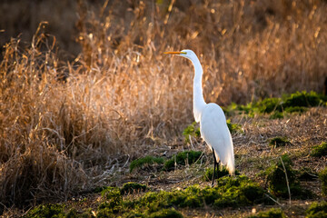 Great white egret standing at sunset alone