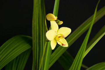 Fototapeta premium Spathoglottis kimballiana Orchid. Blooming Yellow flower