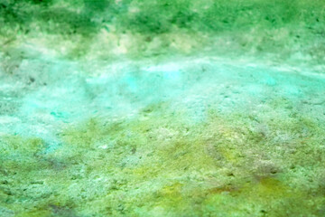 Fototapeta na wymiar Blue green algae background and texture
