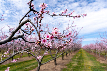 Pink peach blossoms in spring with a blurred abstract orchard background.