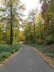 Obraz premium Estrada no Outono