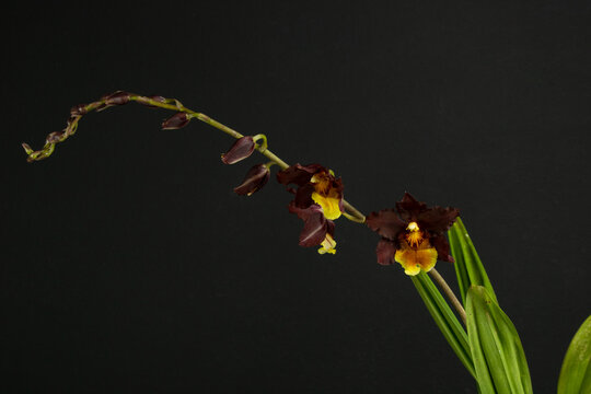 Wilsonara red haven Orchid. Marsala and yellow blooming flower.
