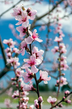 Fototapeta Pink peach blossoms in spring with a blurred abstract background.