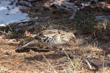Ruffed Grouse, male,  pecking
