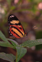Obraz na płótnie Canvas butterfly on a plant