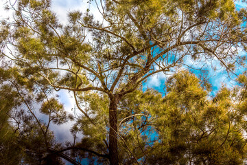 trees and sky