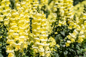 Bright Yellow Snapdragons Blooming in Spring Garden