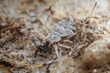 Close up Camel spider eating its prey.