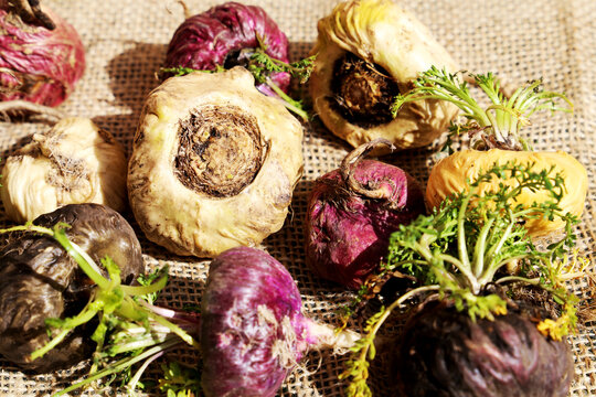 Fresh maca roots or Peruvian ginseng (lat. Lepidium meyenii) with maca products (maca powder) (Selective focus, Focus on maca roots on the front)