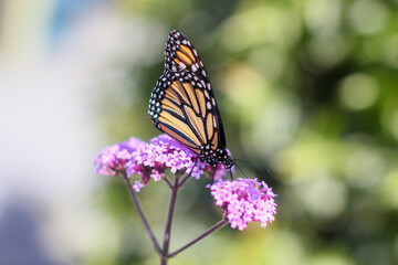 butterfly on flower