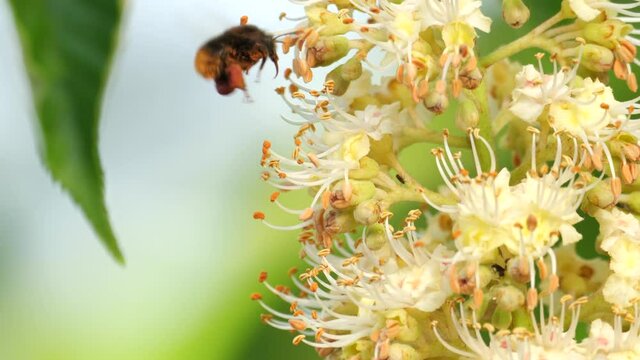 Tokyo,Japan-April 28, 2021: A bee on Japanese horse chestnut flower in the morning
