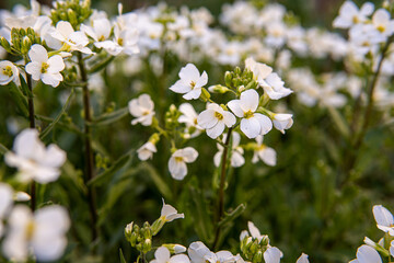 Anemonoides nemorosa wood anemone white flower in bloom, springtime flowering bunch of beautiful wild plants.
