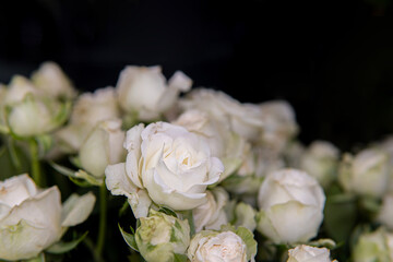 Many white roses as a floral background. selective focus