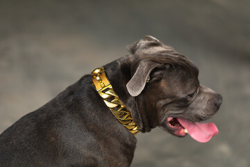 staffordshire bull terrier dog, studio shot, close-up view