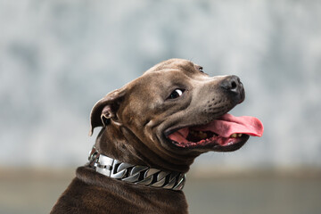 staffordshire bull terrier dog, studio shot, close-up view