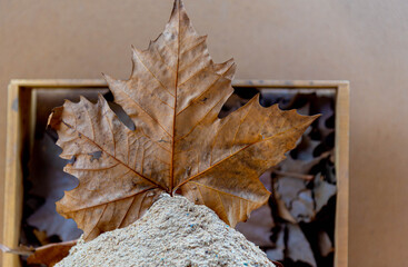 Maple leaf on wooden background.