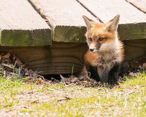 A  red fox kit (Vulpes vulpes) emerges from  its den, under the popular and busy Boardwalk in Toronto's Beaches neighbourhood, unconcerned by the people and dogs sharing the space.  