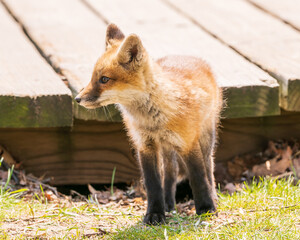 A  red fox kit (Vulpes vulpes) emerges from  it’s den, under the popular and busy Boardwalk in Toronto's Beaches neighbourhood, unconcerned by the people and dogs sharing the space. 