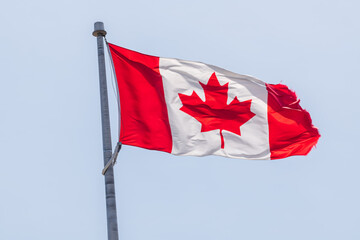 The National Flag of Canada, blowing in the wind off a flag pole agains an even light blue sky...