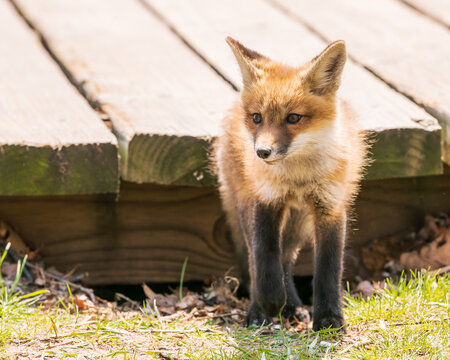 A  red fox kit (Vulpes vulpes) emerges from  its den, under the popular and busy Boardwalk in Toronto's Beaches neighbourhood, unconcerned by the people and dogs sharing the space.  