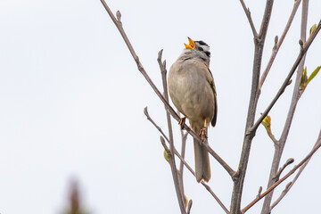 White-Crowned Sparrow Bellows Out a Tune at the Beach in Spring