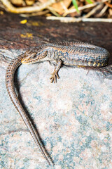 Northern Alligator Lizard Suns on a Rock in Early Spring