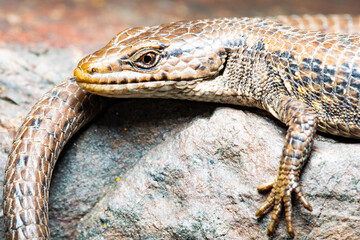 Northern Alligator Lizard Suns on a Rock in Early Spring