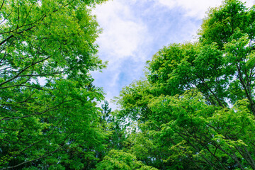 新緑　ケヤキ