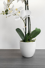 beautiful white orchid flower in a stylish pot, home decor items, nature