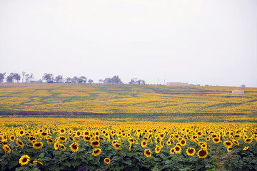 Obraz premium Stunning field of yellow sunflowers in a country rural setting in Darling Downs, Queensland, Australia