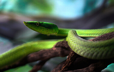 Paranabóia (Oxybelis fulgidus)