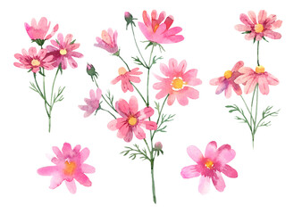 Obraz na płótnie Canvas Pink Cosmos flower set. Hand drawn watercolor illustration on white background