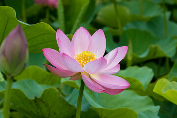 pink lotus flower