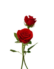 Bunch of rosy roses isolated on white 