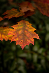 Tip of Multicolored Leaf In Fall