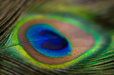 Close up of a Peacock feather filling the frame, bright animal background
