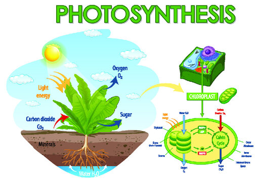 457 Best Photosynthesis Diagram Images Stock Photos Vectors Adobe Stock
