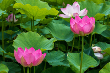 pink lotus flower