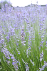 Field of Lavender, Lavandula angustifolia, Lavandula officinalis 