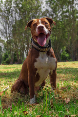 american staffordshire terrier